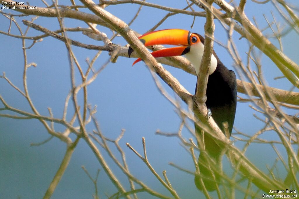 Toucan tocoadulte