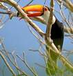 Toucan toco