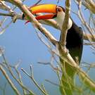 Toucan toco