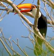 Toco Toucan