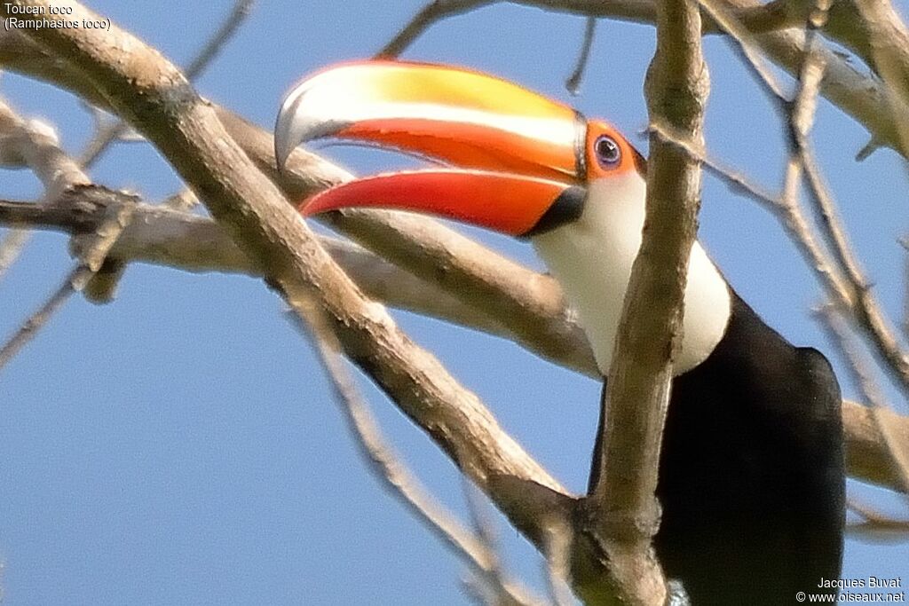 Toucan tocoadulte