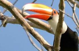 Toucan toco