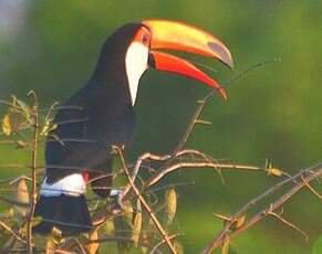 Toucan toco