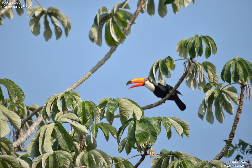 Toucan tocoadulte