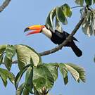 Toucan toco