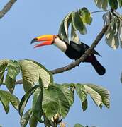 Toucan toco