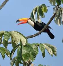 Toucan toco