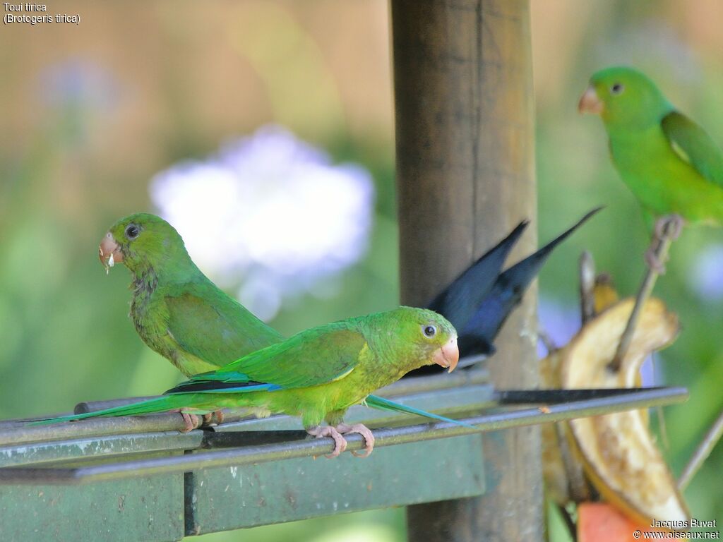 Plain Parakeetadult