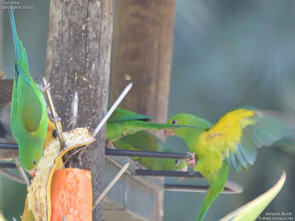 Plain Parakeetadult, identification, feeding habits, Behaviour