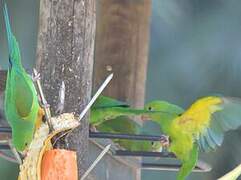 Plain Parakeet