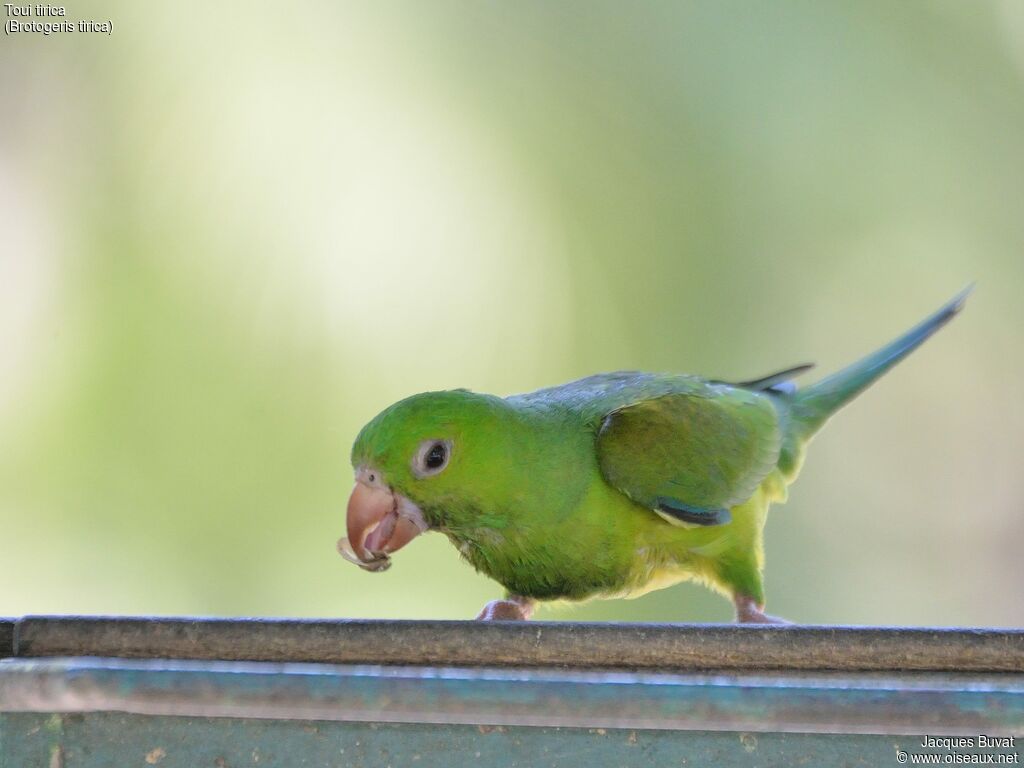 Plain Parakeet