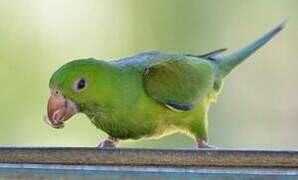 Plain Parakeet