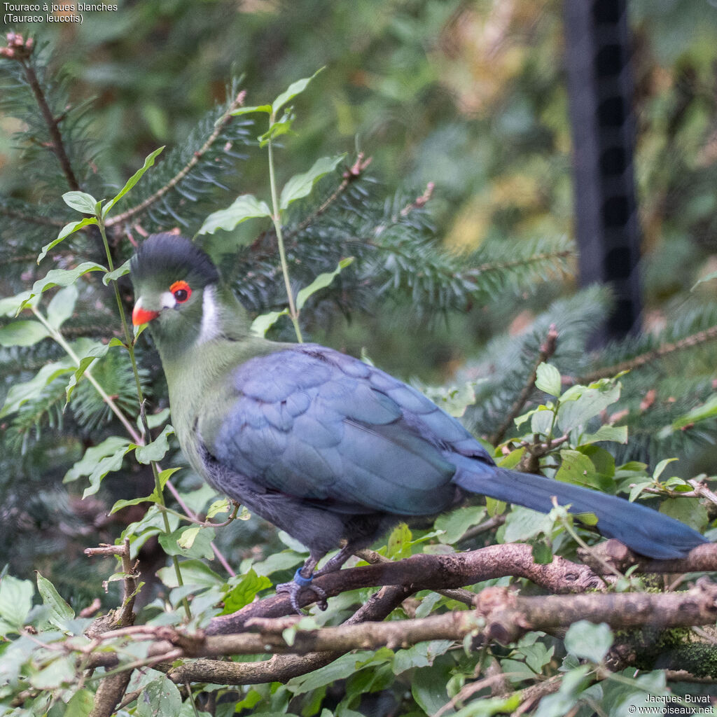 White-cheeked Turaco, identification, aspect, pigmentation