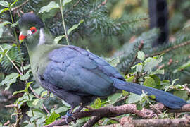 White-cheeked Turaco