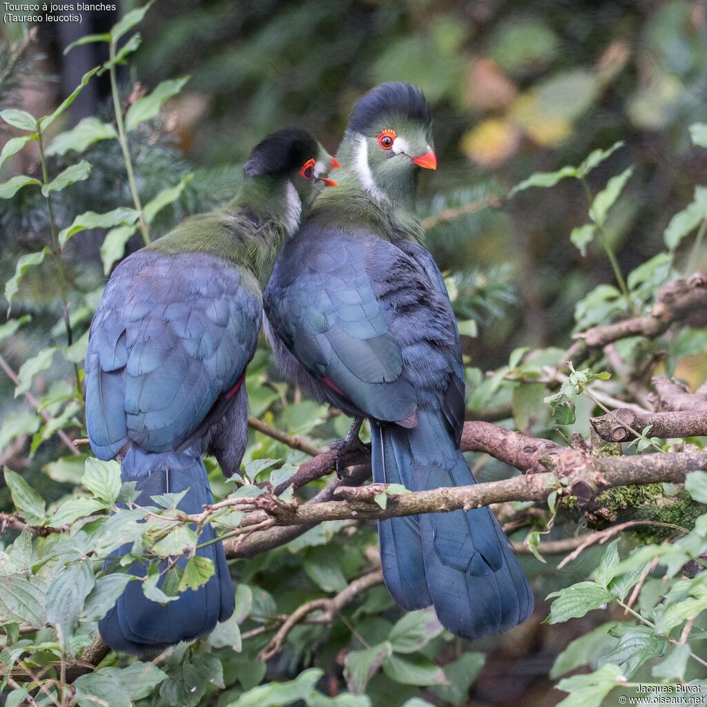 White-cheeked Turaco