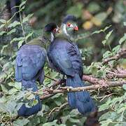 White-cheeked Turaco