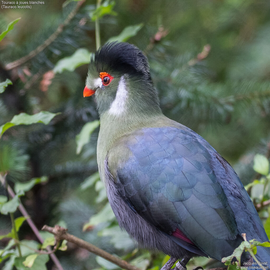 White-cheeked Turacoadult breeding, close-up portrait, aspect, pigmentation