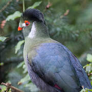 White-cheeked Turaco