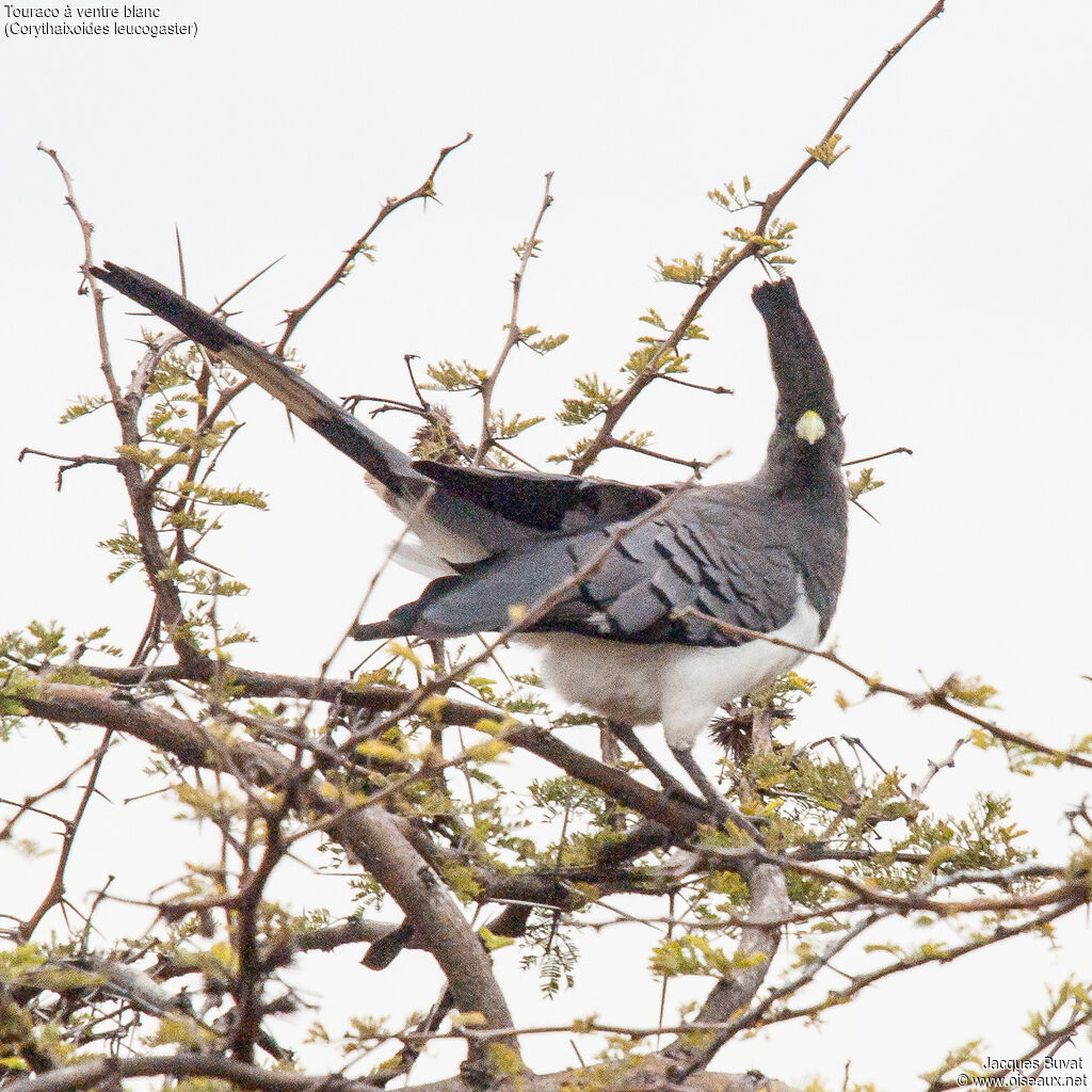 White-bellied Go-away-bird