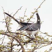 White-bellied Go-away-bird