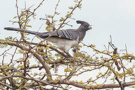 White-bellied Go-away-bird