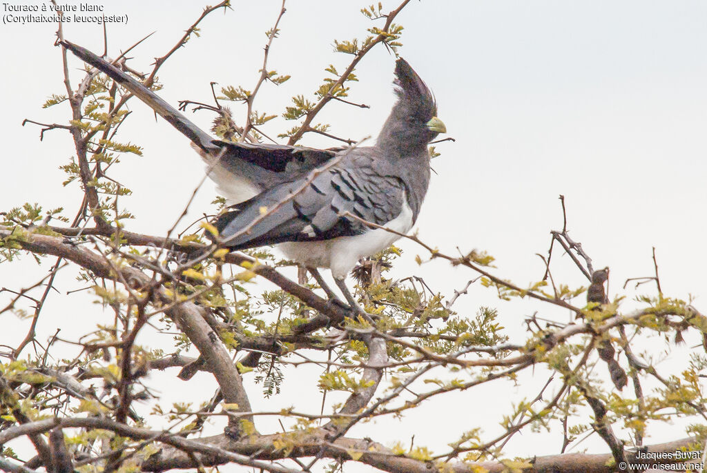 White-bellied Go-away-bird, habitat, aspect, pigmentation