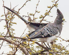 White-bellied Go-away-bird