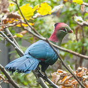 Fischer's Turaco