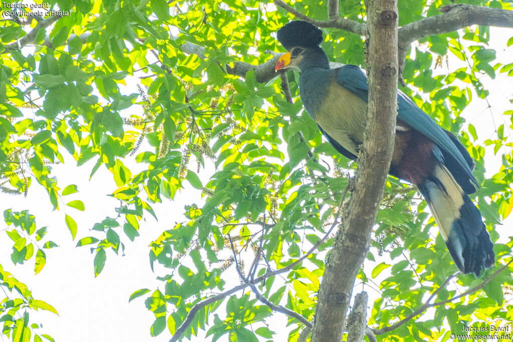 Great Blue Turacoadult