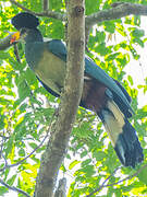 Great Blue Turaco