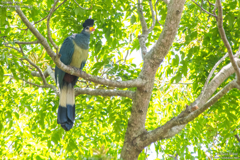 Great Blue Turacoadult