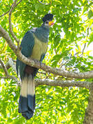 Great Blue Turaco