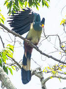 Great Blue Turaco