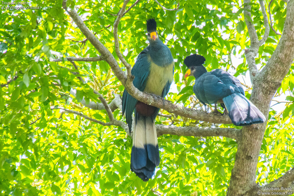 Great Blue Turacoadult