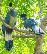 Great Blue Turaco