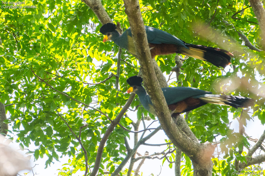 Great Blue Turacoadult