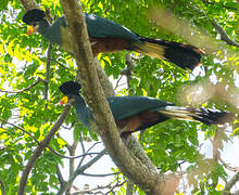 Great Blue Turaco