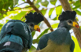 Great Blue Turaco