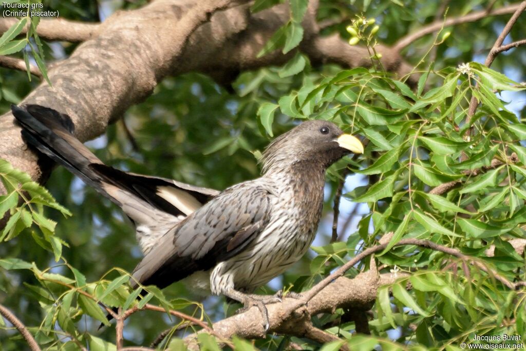 Western Plantain-eater