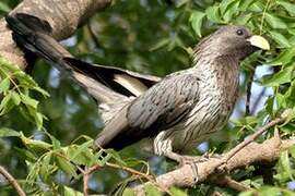 Western Plantain-eater