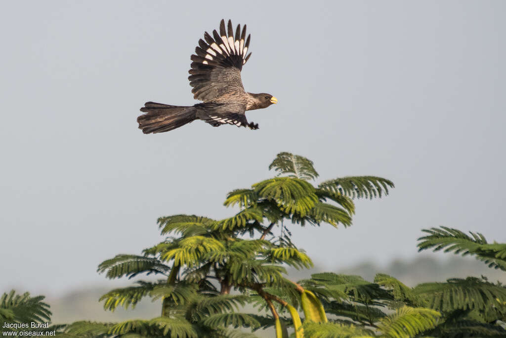 Western Plantain-eateradult, Flight