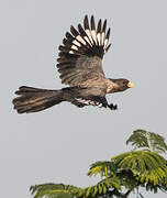 Western Plantain-eater