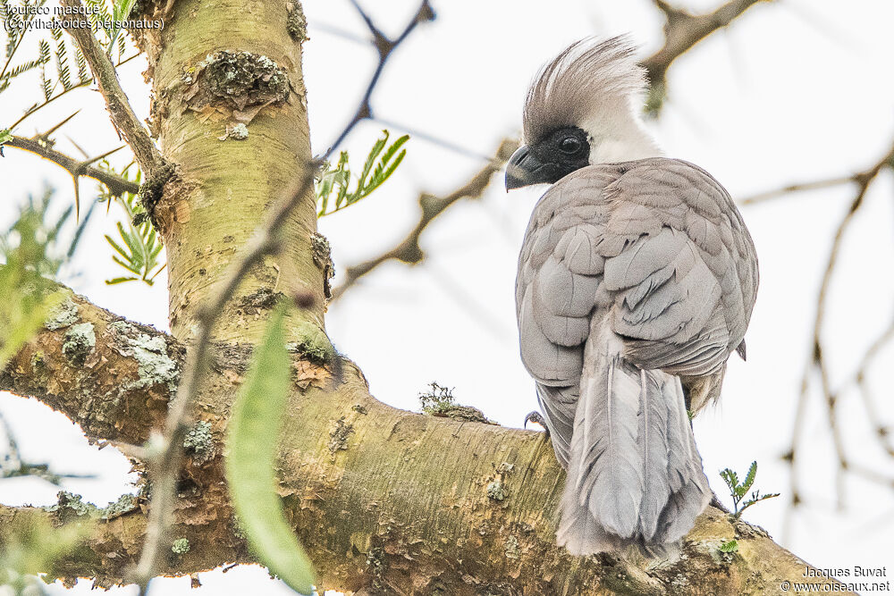 Bare-faced Go-away-birdadult