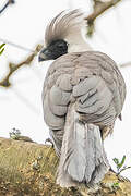 Bare-faced Go-away-bird