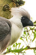 Bare-faced Go-away-bird