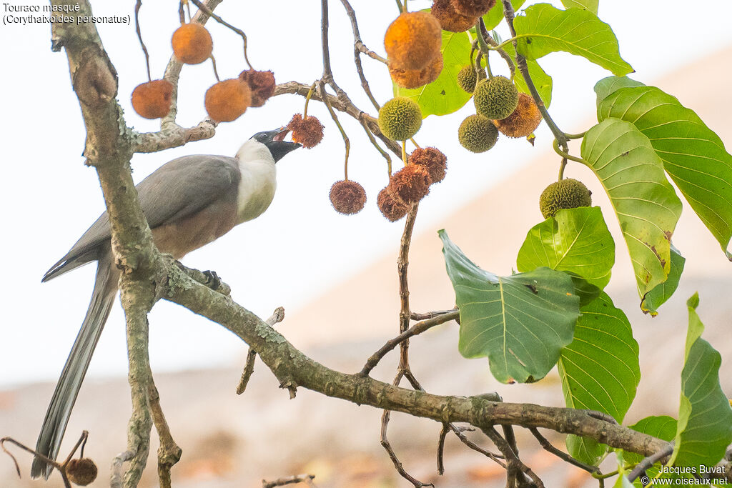 Bare-faced Go-away-birdadult