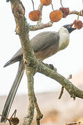 Bare-faced Go-away-bird