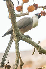 Touraco masqué