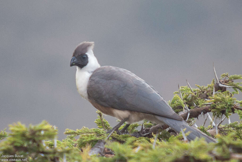 Bare-faced Go-away-birdadult breeding, close-up portrait, aspect, pigmentation