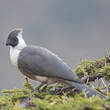 Touraco masqué